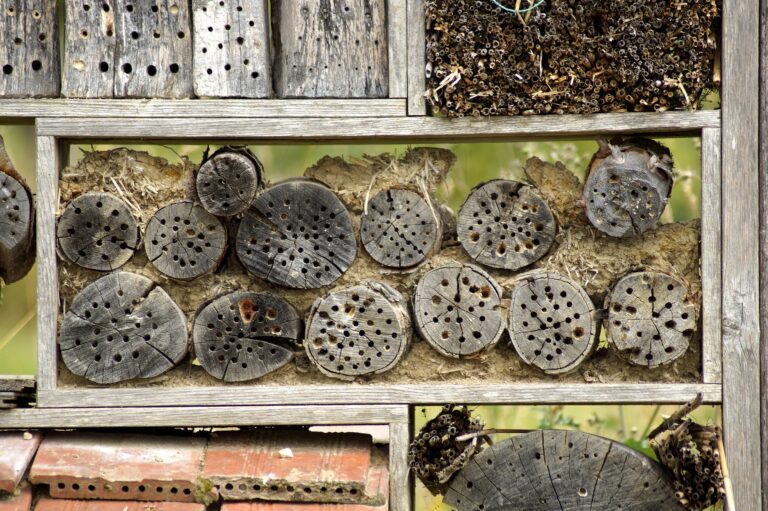 Insecten als vleesvervanger